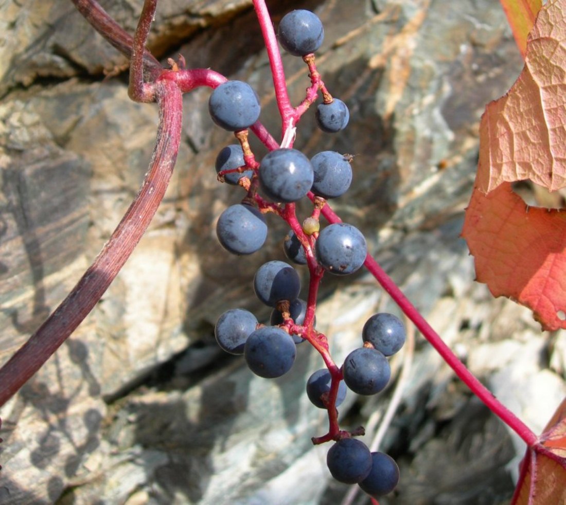 Image of Vitis coignetiae specimen.