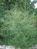 Bassia scoparia