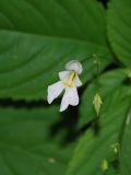 Impatiens parviflora
