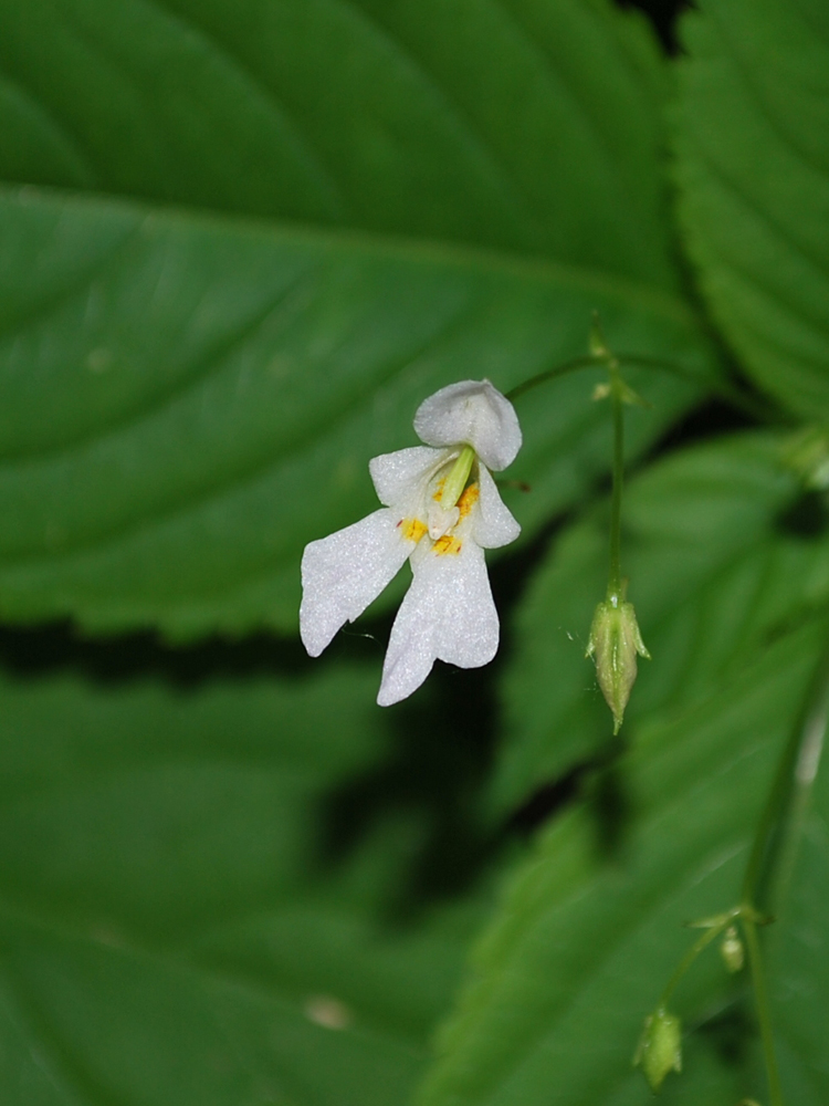 Image of Impatiens parviflora specimen.