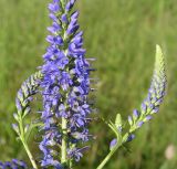 Veronica longifolia