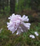 Lychnis sibirica. Цветок (махровая форма). Иркутская обл., окр. г. Бодайбо, берег р. Бисяга. 08.07.2012.