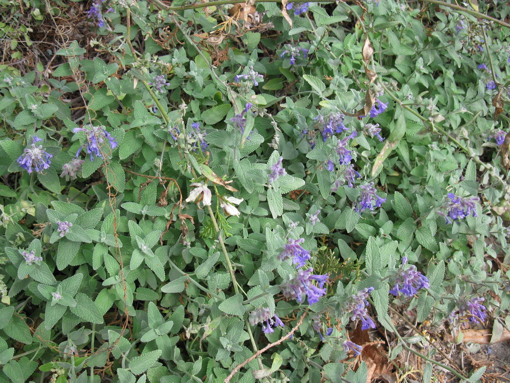 Image of genus Nepeta specimen.