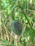 Papaver rhoeas. Верхушка побега с бутоном. Украина, Запорожская обл., Запорожский р-н, в посадке возле трассы на Днепропетровск. 02.06.2011.