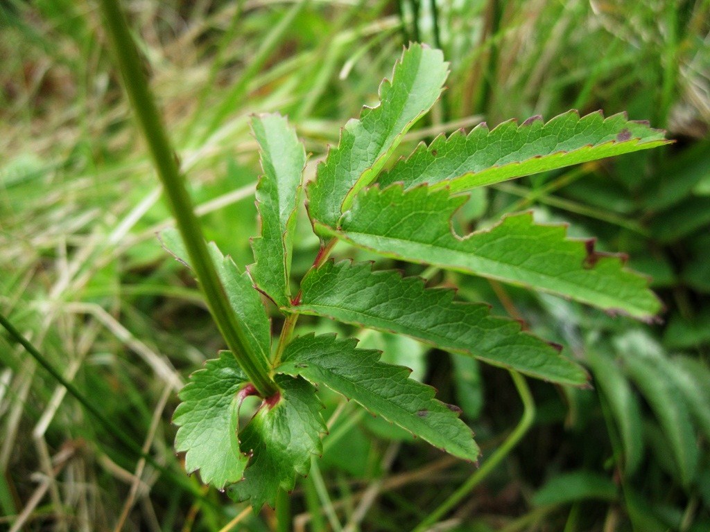 Изображение особи Sanguisorba tenuifolia.