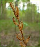 Platanthera bifolia. Сухое соплодие. Нижегородская обл., Первомайский р-н, Мордовский бор. 15 мая 2009 г.