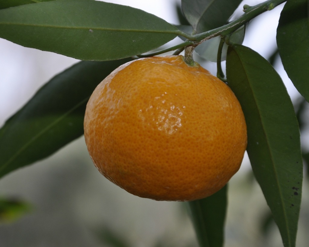 Image of Citrus reticulata specimen.