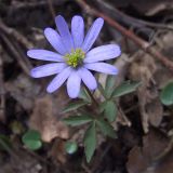 Anemone caucasica