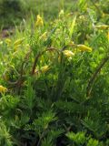 Hypecoum procumbens