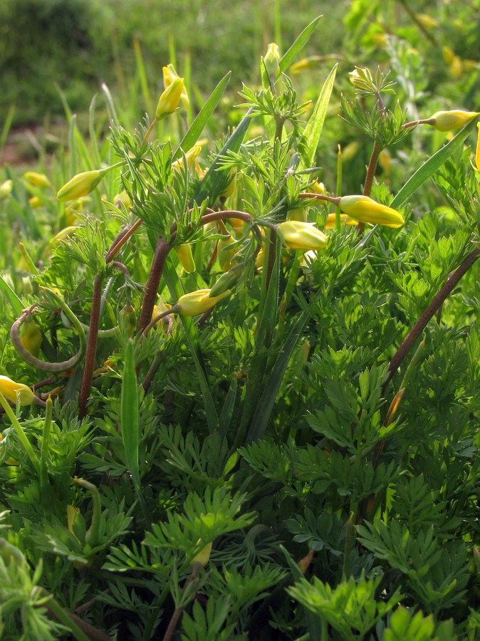 Изображение особи Hypecoum procumbens.