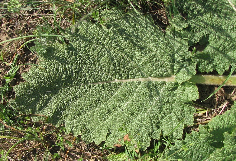 Image of Salvia revelata specimen.