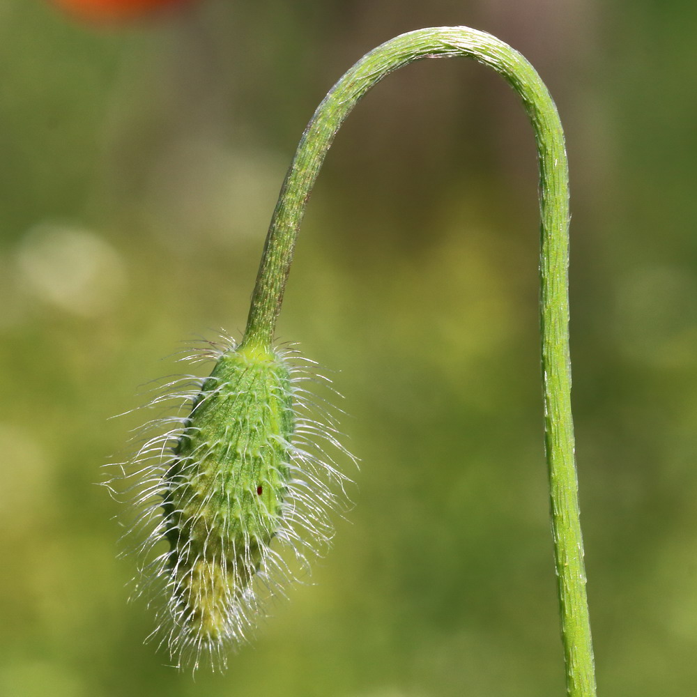 Image of Papaver stevenianum specimen.