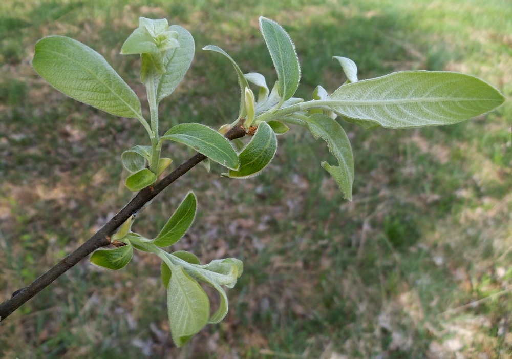 Image of Salix caprea specimen.