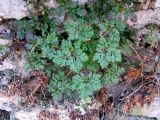 Geranium robertianum. Отрастающее после зимы растение. Ставропольский край, г. Кисловодск, Курортный парк средний, среди блоков стенки вдоль пешеходной тропы по склону Сосновой горы. 01.04.2013.