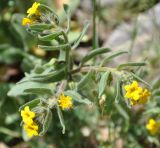 Alkanna orientalis
