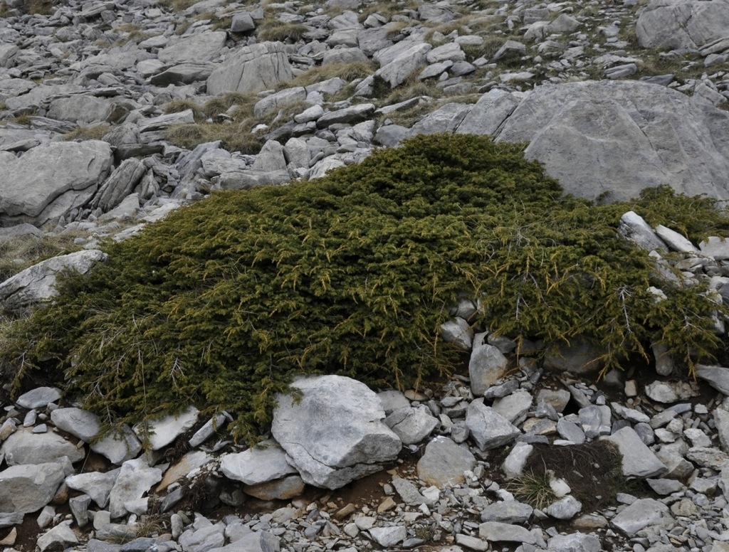 Изображение особи Juniperus sibirica.