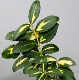 Euonymus fortunei