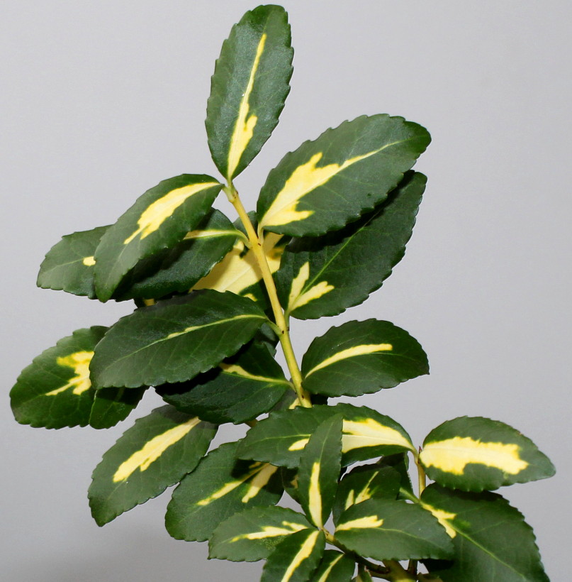 Image of Euonymus fortunei specimen.