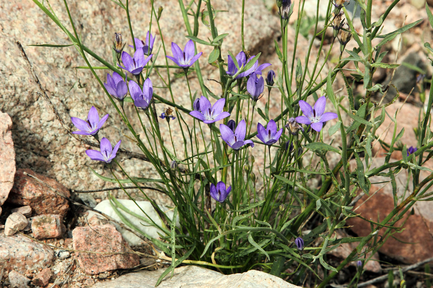 Изображение особи Campanula alberti.