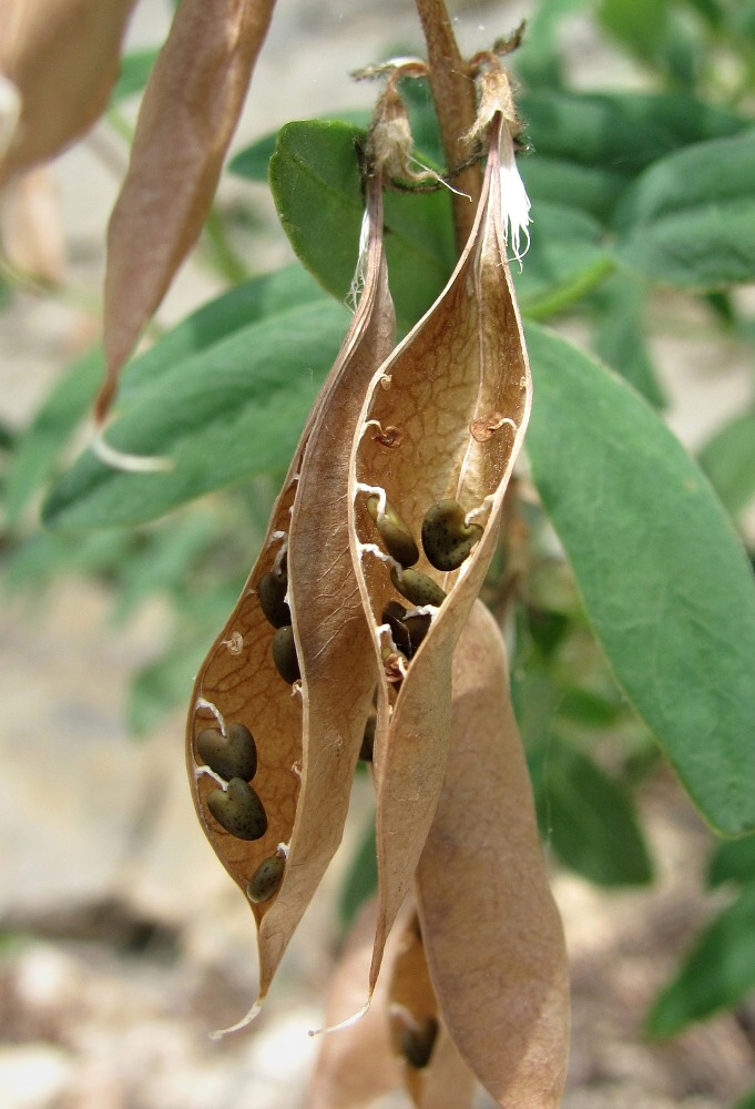 Image of Astragalus gorczakovskii specimen.