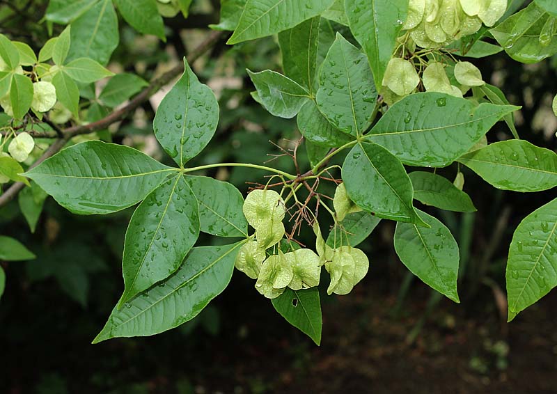 Изображение особи Ptelea trifoliata.