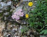 Heracleum austriacum подвид siifolium. Верхушка цветущего растения (справа - цветущий Helianthemum). Словения, Триглавский национальный парк, окр. лыжного центра \"Вогель\", ок. 1500 м н.у.м. 25.07.2013.