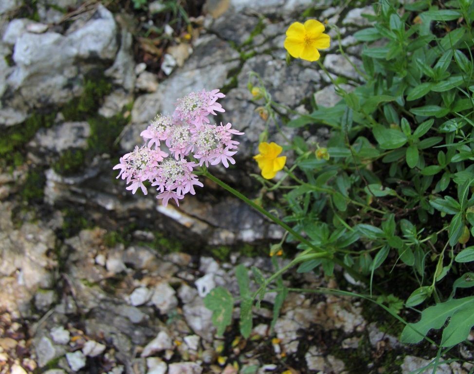 Image of Heracleum austriacum ssp. siifolium specimen.