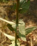 Verbascum blattaria