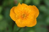 Trollius