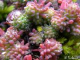 Sedum hispanicum