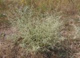 Artemisia santonicum