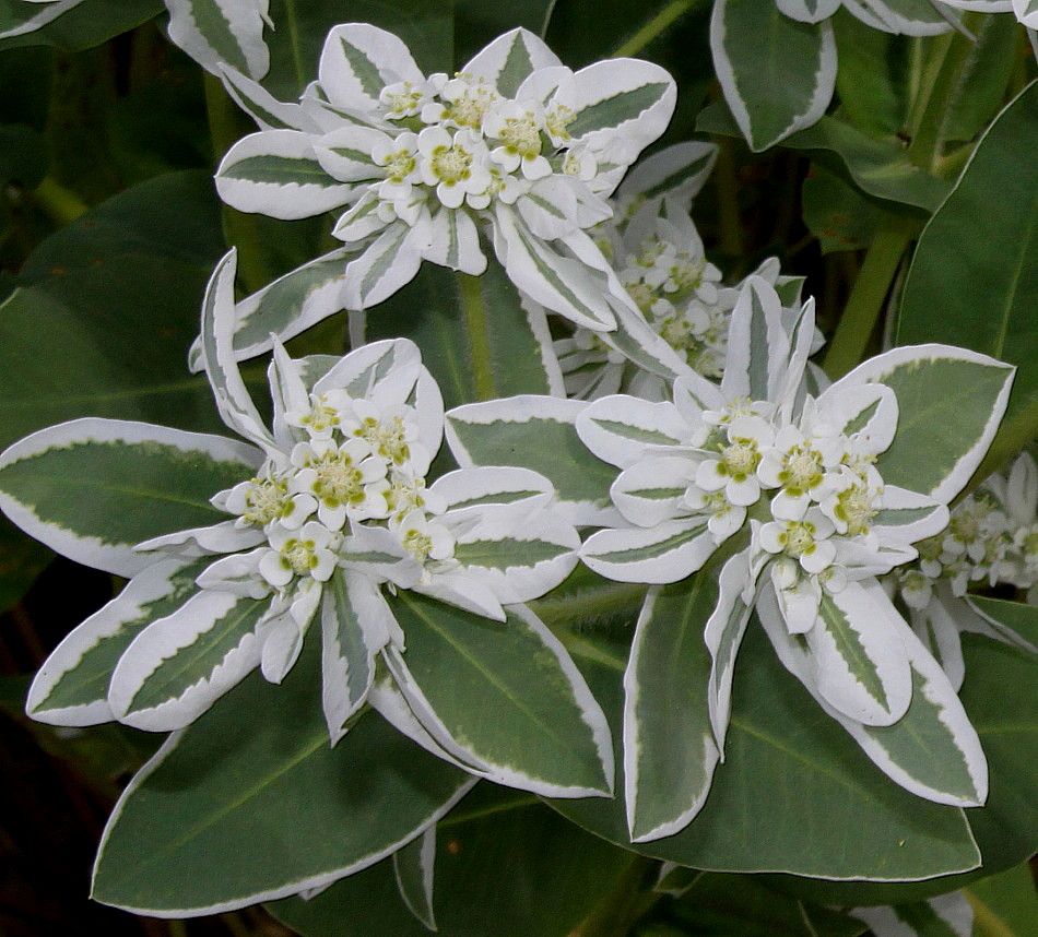 Image of Euphorbia marginata specimen.