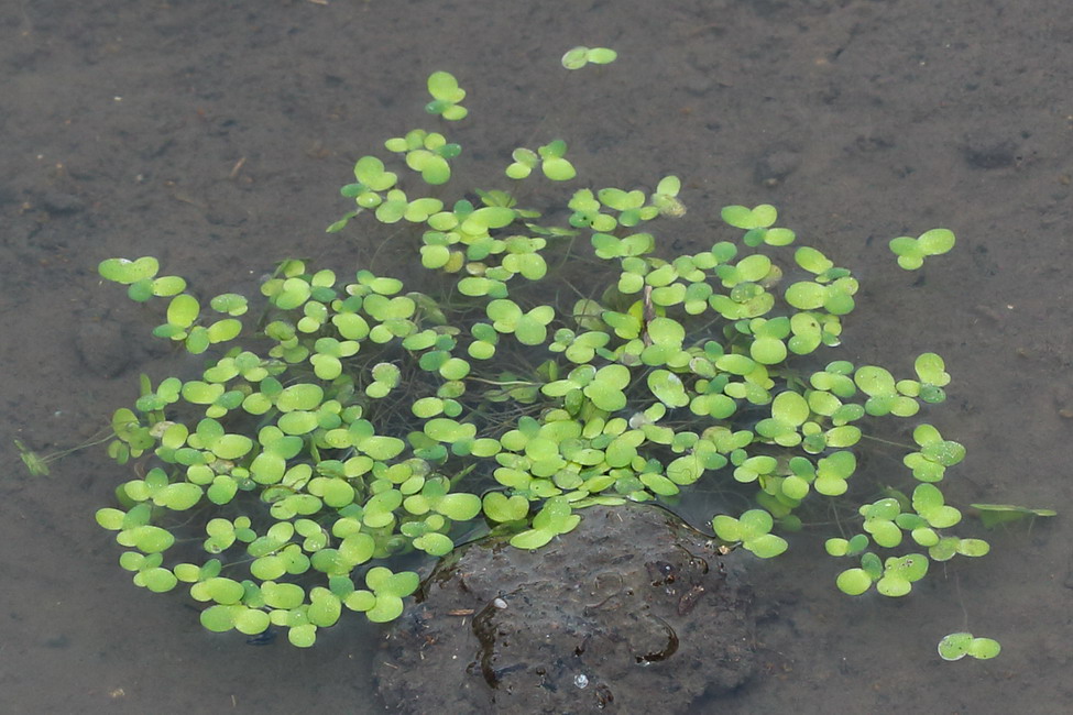 Image of Lemna minor specimen.