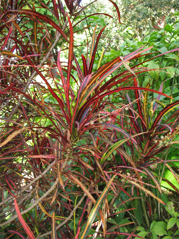 Image of Codiaeum variegatum specimen.