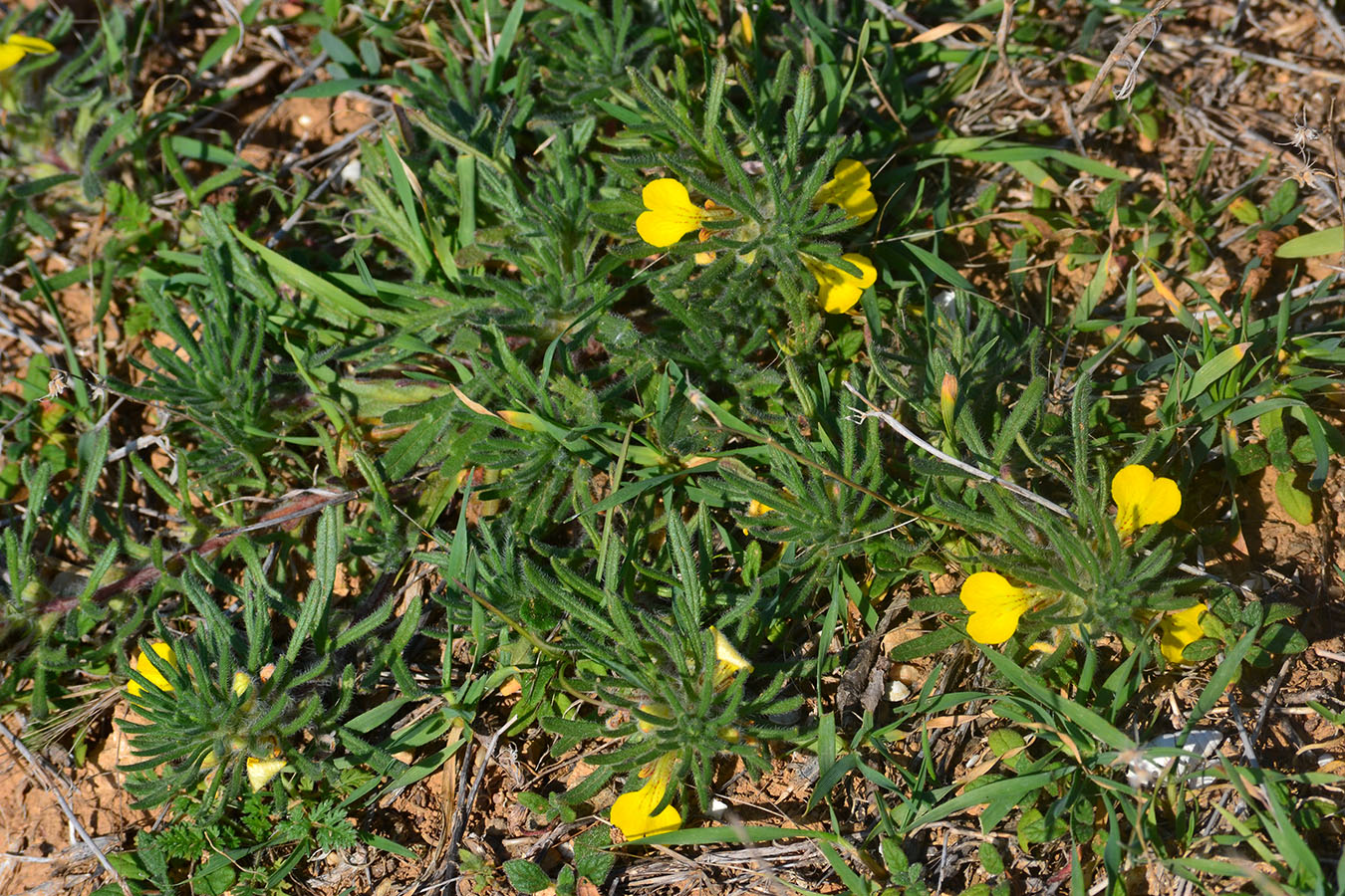 Image of Ajuga chia specimen.