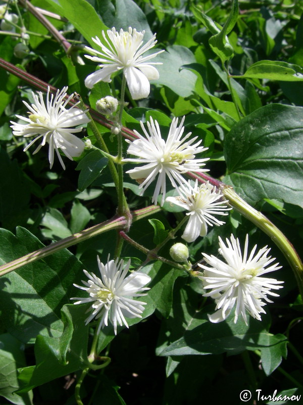 Image of Clematis vitalba specimen.