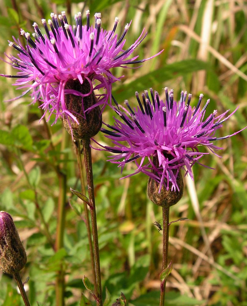 Image of genus Serratula specimen.