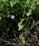 Veronica vindobonensis