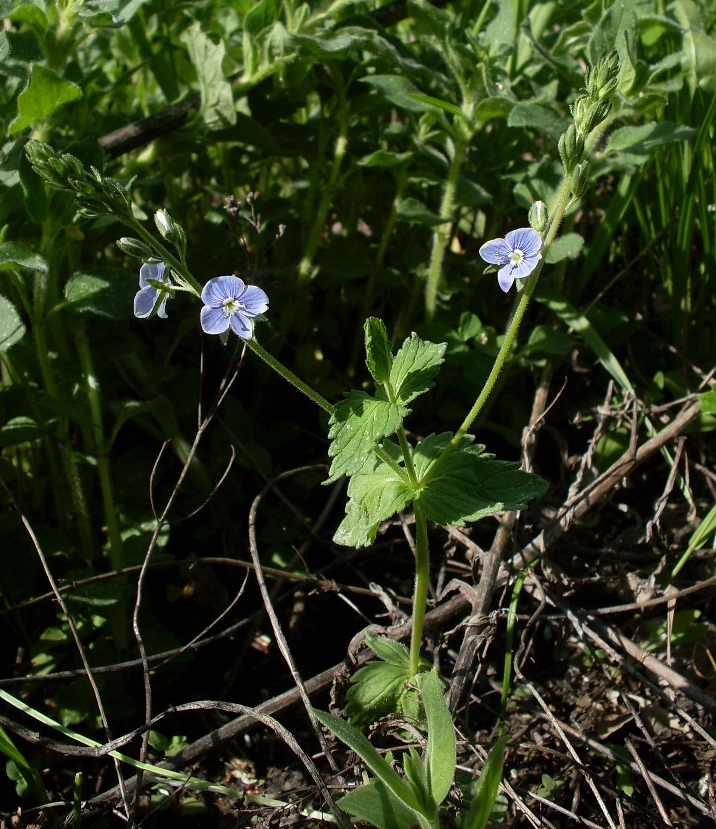 Image of Veronica vindobonensis specimen.