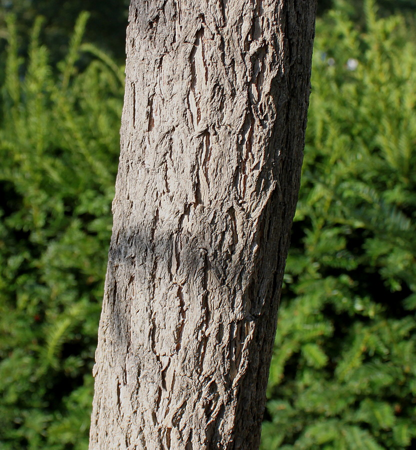 Image of Callistemon phoeniceus specimen.