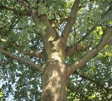 Quercus petraea. Верхняя часть ствола и основания ветвей взрослого дерева. Германия, г. Дюссельдорф, Ботанический сад университета. 04.09.2013.