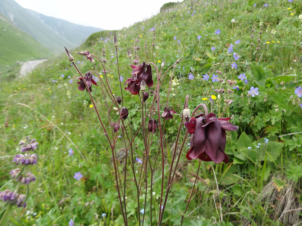 Изображение особи Aquilegia atrovinosa.