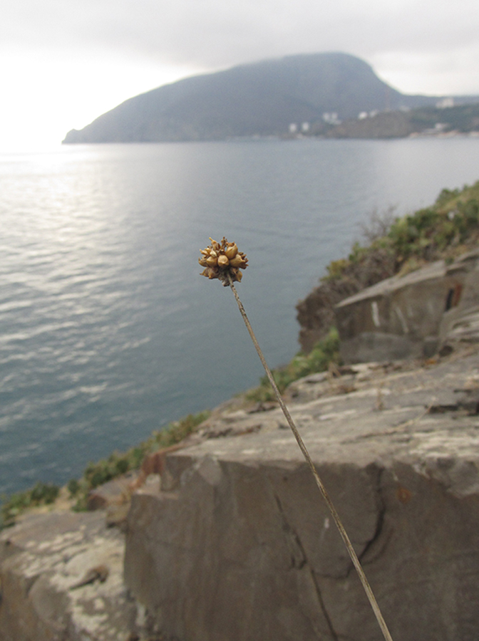 Image of Allium vineale specimen.