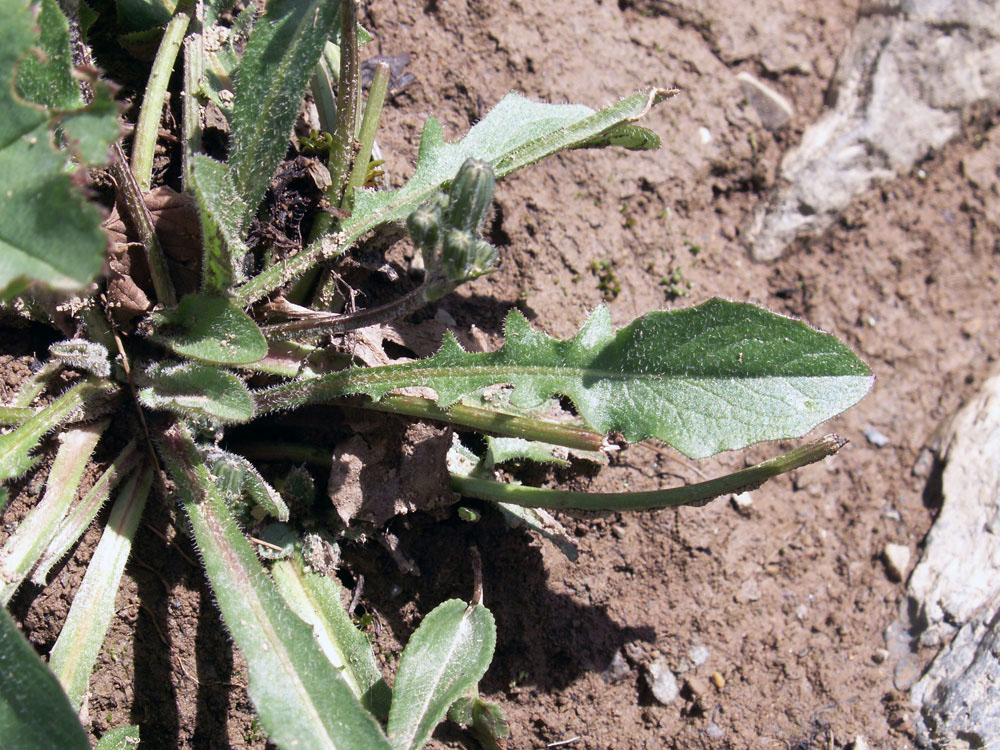 Image of Crepis multicaulis specimen.