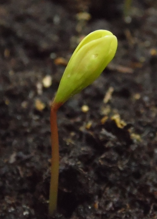 Image of Acer tataricum specimen.