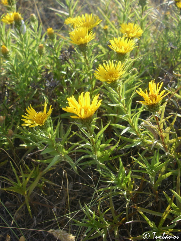 Изображение особи Inula ensifolia.