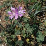 Malva sylvestris