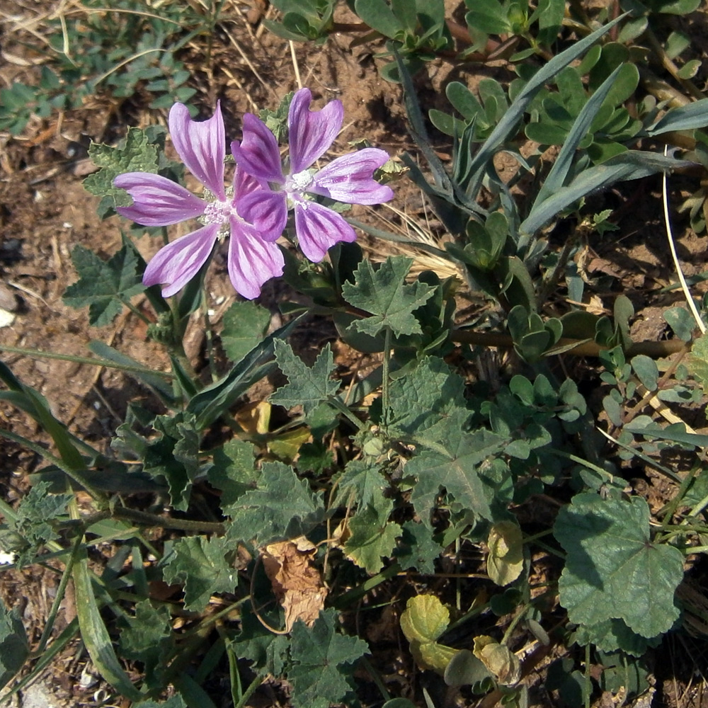 Image of Malva sylvestris specimen.
