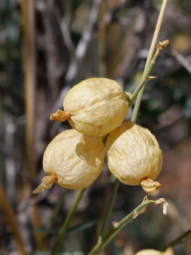 Изображение особи Astragalus krauseanus.