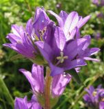 Campanula glomerata. Верхушка соцветия. Вологодская обл., Великоустюгский р-н, урочище Опоки, правый берег р. Сухона. 06.07.2013.